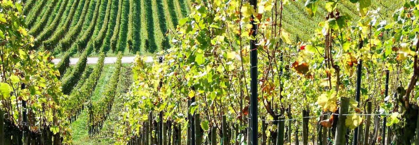 Weinberge